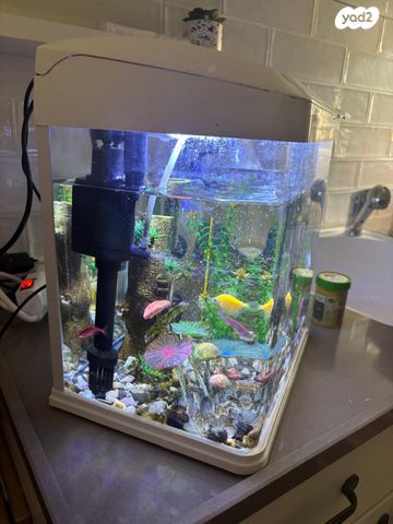 תמונת מודעה - חיות מחמד