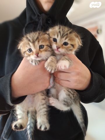 תמונת מודעה - חיות מחמד