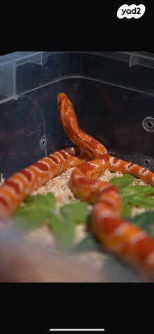 תמונת מודעה - חיות מחמד