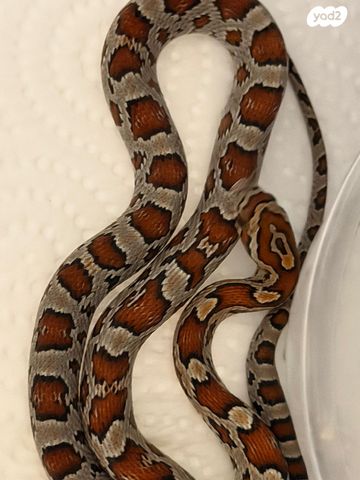 תמונת מודעה - חיות מחמד