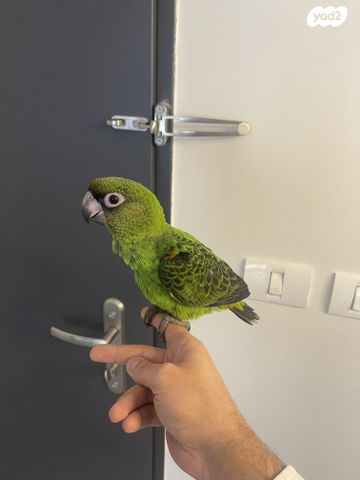 תמונת מודעה - חיות מחמד