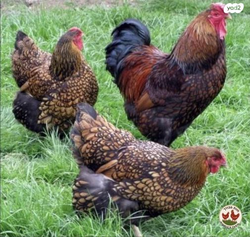 תמונת מודעה - חיות מחמד