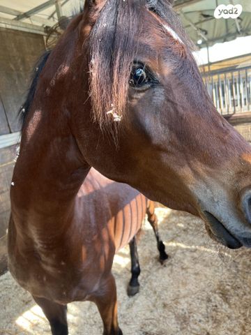 תמונת מודעה - חיות מחמד