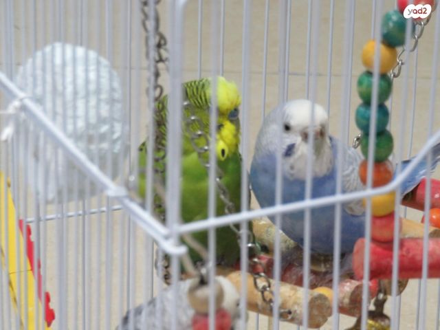 תמונת מודעה - חיות מחמד