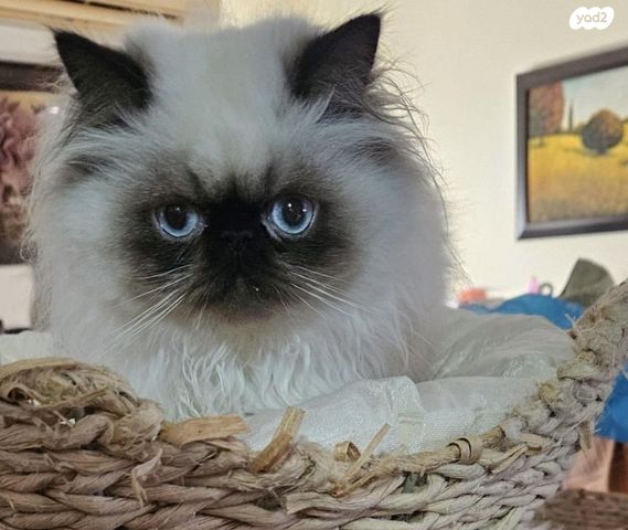 תמונת מודעה - חיות מחמד