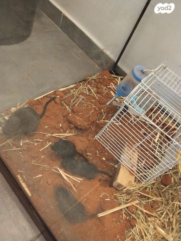 תמונת מודעה - חיות מחמד