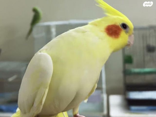 תמונת מודעה - חיות מחמד