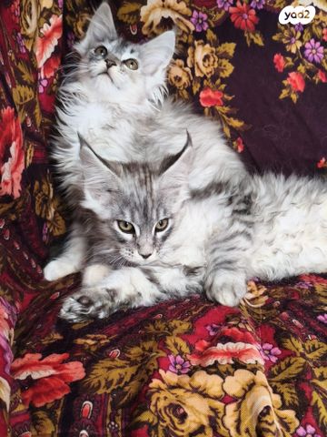 תמונת מודעה - חיות מחמד