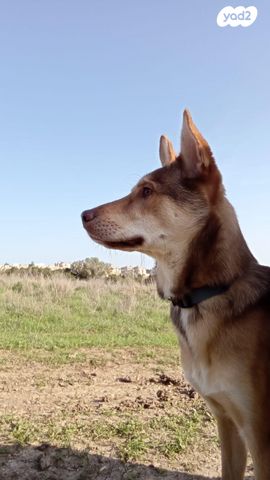 תמונת מודעה - חיות מחמד