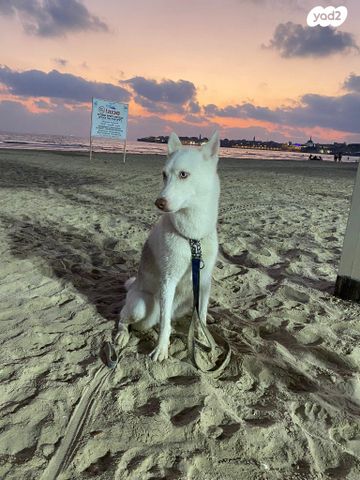 כלב האסקי סיבירי