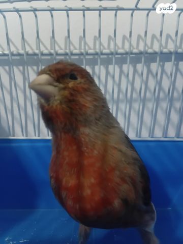 תמונת מודעה - חיות מחמד