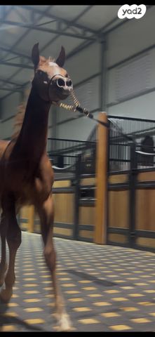 תמונת מודעה - חיות מחמד