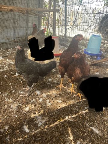 תמונת מודעה - חיות מחמד