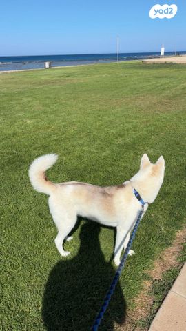 כלב האסקי סיבירי