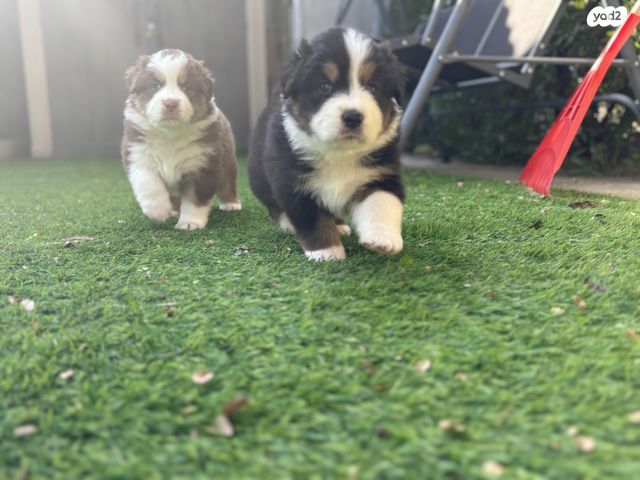 כלב רועים אוסטרלי