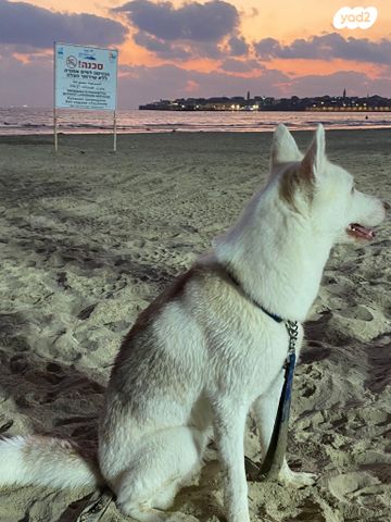 כלב האסקי סיבירי