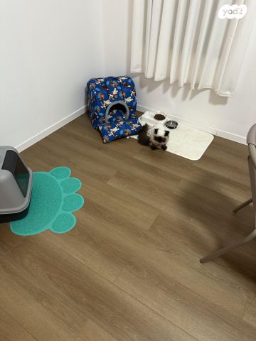 חתול הימלאיה