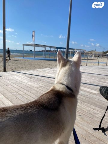 כלב האסקי סיבירי