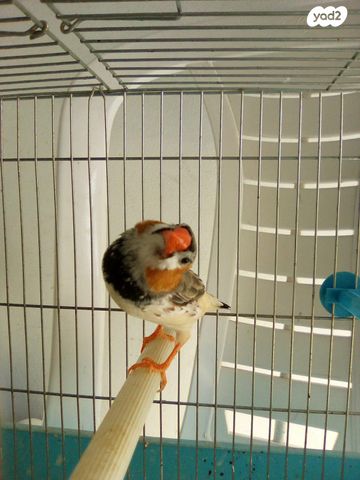 תוכי פינקים