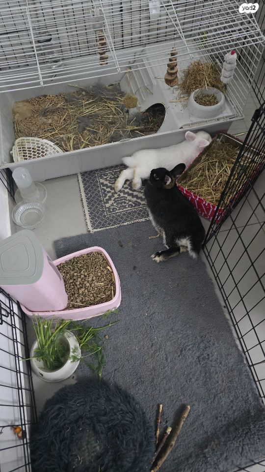 מכרסם ארנב ננסי