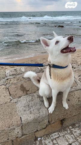 כלב האסקי סיבירי