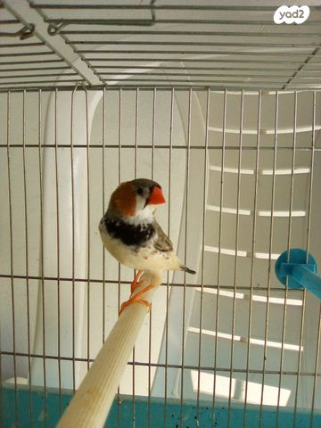 תוכי פינקים