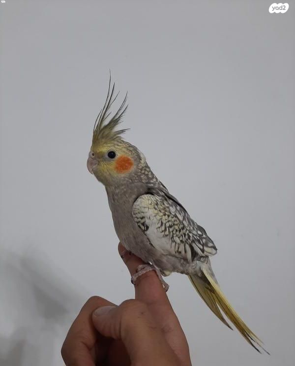 תוכי קוקוטייל