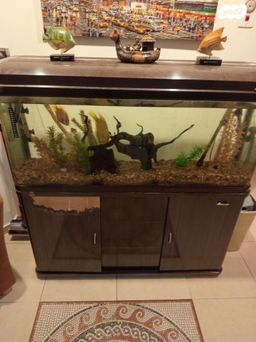 דג דגי מים קרים