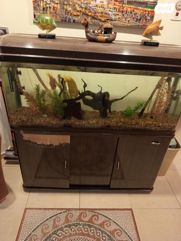 דג דגי מים קרים