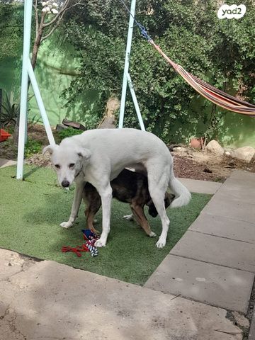 רבי טרפון 10