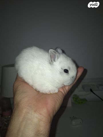 מכרסם ארנב ננסי