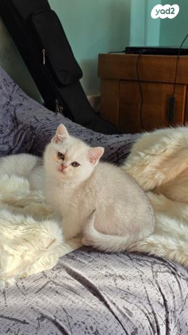 תמונת מודעה - חיות מחמד