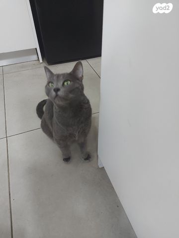 תמונת מודעה - חיות מחמד