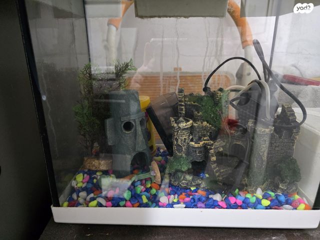 תמונת מודעה - חיות מחמד