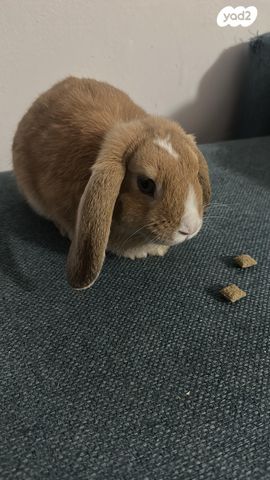 תמונת מודעה - חיות מחמד