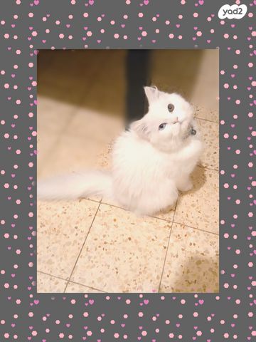 תמונת מודעה - חיות מחמד