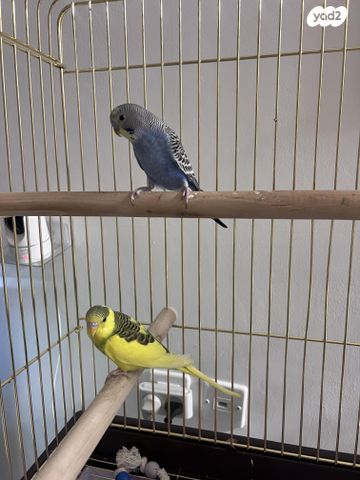 תמונת מודעה - חיות מחמד