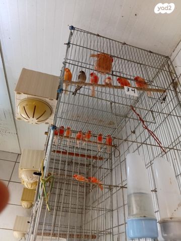 תמונת מודעה - חיות מחמד