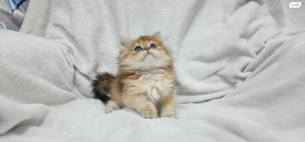 תמונת מודעה - חיות מחמד