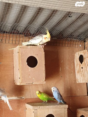 תמונת מודעה - חיות מחמד