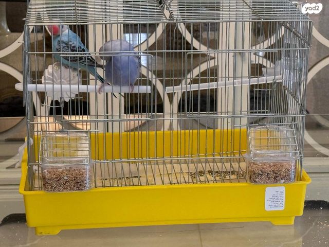 תמונת מודעה - חיות מחמד