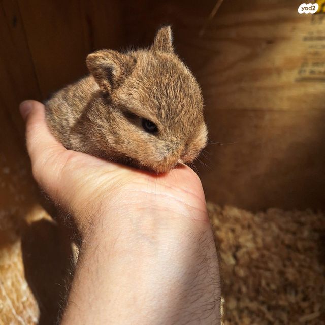 תמונת מודעה - חיות מחמד
