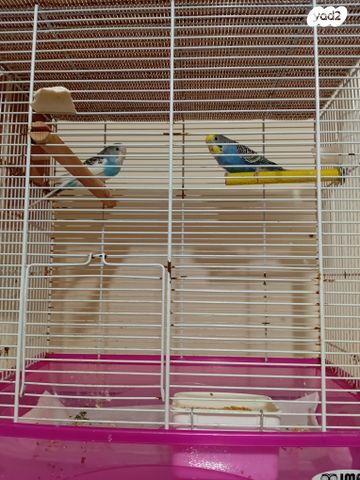 תמונת מודעה - חיות מחמד