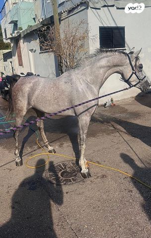 תמונת מודעה - חיות מחמד