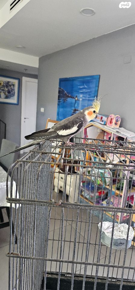 תמונת מודעה - חיות מחמד