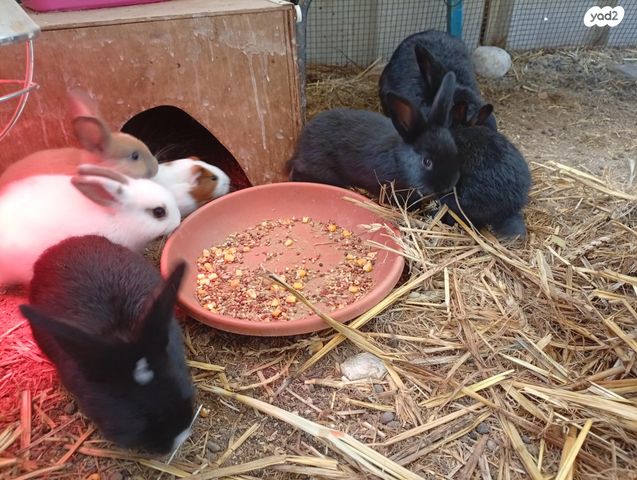 תמונת מודעה - חיות מחמד