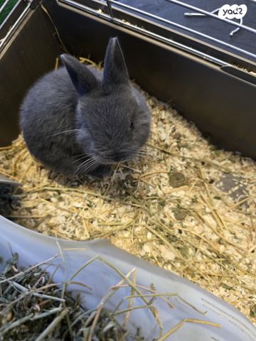 תמונת מודעה - חיות מחמד