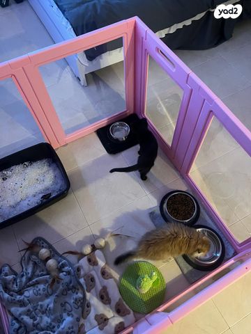 תמונת מודעה - חיות מחמד