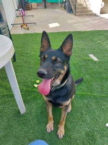 תמונת מודעה - חיות מחמד