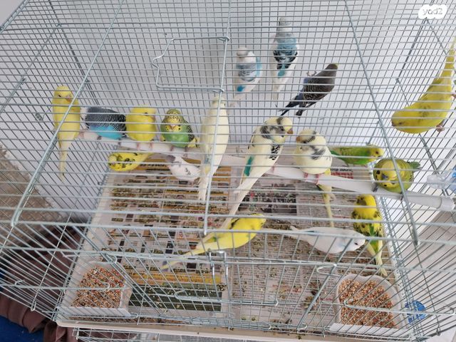 תמונת מודעה - חיות מחמד